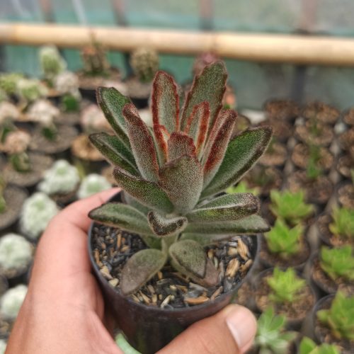 Kalanchoe Tomentosa Chocolate Soldier, real gallery image #1 plants. Picture taken directly from kaktus.id community Kalanchoe farmer green houses.