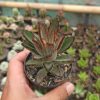Kalanchoe Tomentosa Chocolate Soldier, real gallery image #3 plants. Picture taken directly from kaktus.id community Kalanchoe farmer green houses.