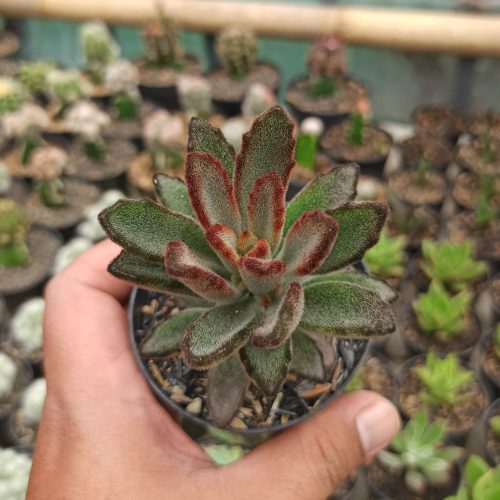 Kalanchoe Tomentosa Chocolate Soldier, real gallery image #4 plants. Picture taken directly from kaktus.id community Kalanchoe farmer green houses.