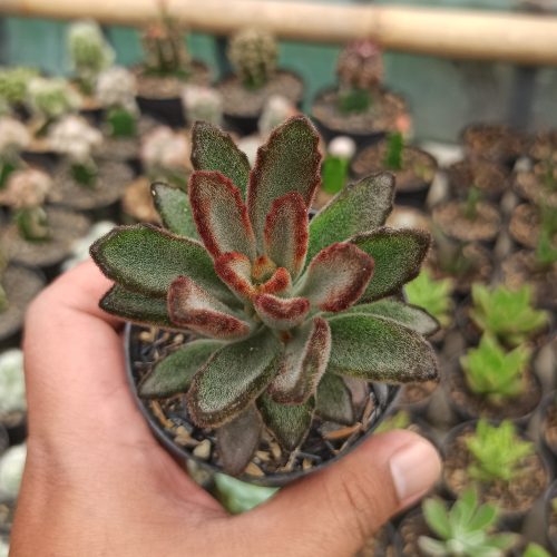 Kalanchoe Tomentosa Chocolate Soldier, real gallery image #5 plants. Picture taken directly from kaktus.id community Kalanchoe farmer green houses.