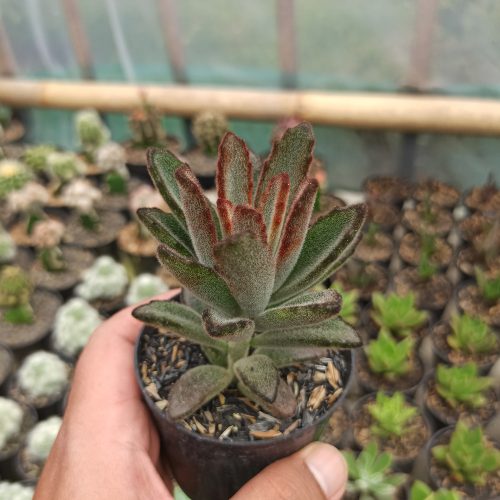 Kalanchoe Tomentosa Chocolate Soldier, real gallery image #2 plants. Picture taken directly from kaktus.id community Kalanchoe farmer green houses.