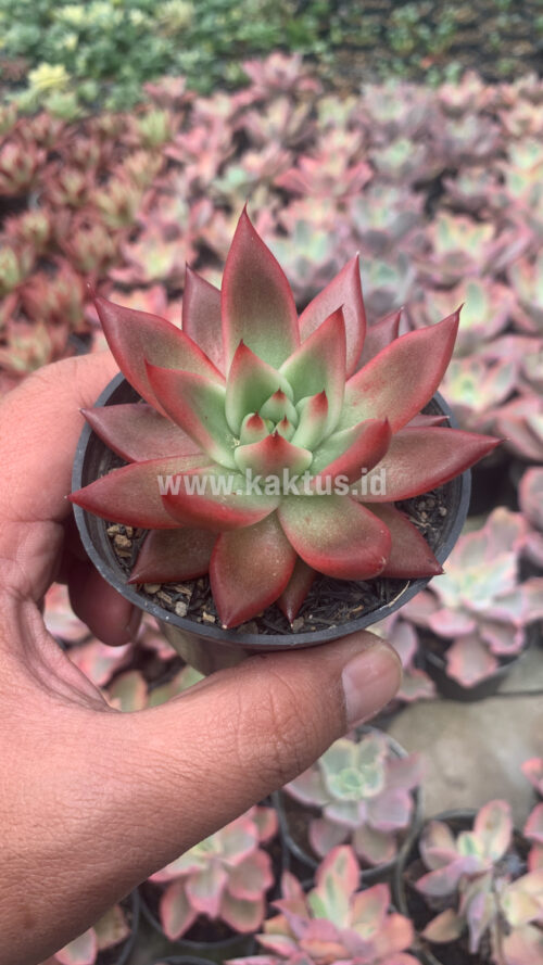 Echeveria Agavoides 'Frank Reinelt' Super Red, real gallery image #8 plants. Picture taken directly from kaktus.id community Echeveria farmer green houses.