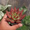 Echeveria Agavoides 'Frank Reinelt' Super Red, real gallery image #4 plants. Picture taken directly from kaktus.id community Echeveria farmer green houses.