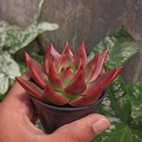 Echeveria Agavoides 'Frank Reinelt' Super Red, real gallery image #2 plants. Picture taken directly from kaktus.id community Echeveria farmer green houses.
