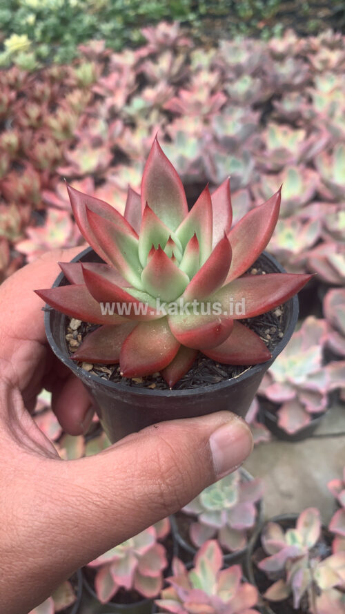 Echeveria Agavoides 'Frank Reinelt' Super Red, real gallery image #6 plants. Picture taken directly from kaktus.id community Echeveria farmer green houses.