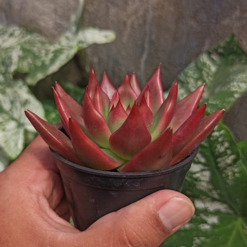 Echeveria Agavoides 'Frank Reinelt' Super Red, real gallery image #1 plants. Picture taken directly from kaktus.id community Echeveria farmer green houses.