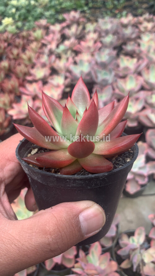 Echeveria Agavoides 'Frank Reinelt' Super Red, real gallery image #5 plants. Picture taken directly from kaktus.id community Echeveria farmer green houses.