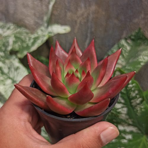 Echeveria Agavoides 'Frank Reinelt' Super Red, real gallery image #7 plants. Picture taken directly from kaktus.id community Echeveria farmer green houses.