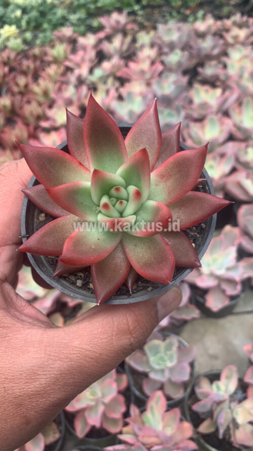 Echeveria Agavoides 'Frank Reinelt' Super Red, real gallery image #3 plants. Picture taken directly from kaktus.id community Echeveria farmer green houses.
