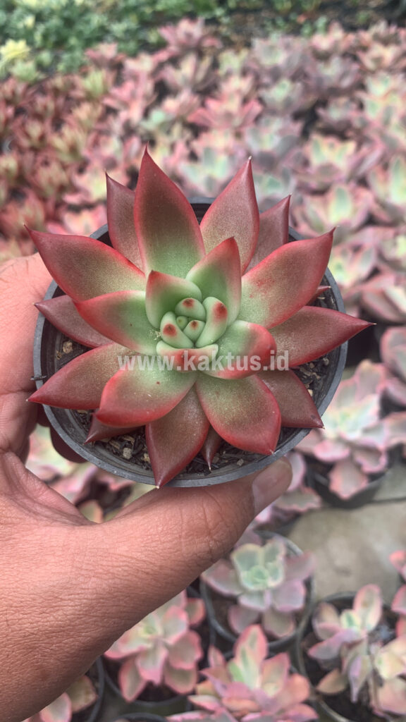 kaktus.id