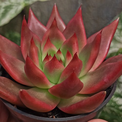 Echeveria Agavoides 'Frank Reinelt' Super Red, real gallery image #9 plants. Picture taken directly from kaktus.id community Echeveria farmer green houses.