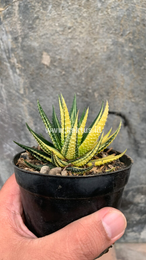 Haworthia Pumila Variegated, real gallery image #53 plants. Picture taken directly from kaktus.id community Haworthia farmer green houses.