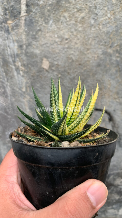 Haworthia Pumila Variegated, real gallery image #22 plants. Picture taken directly from kaktus.id community Haworthia farmer green houses.