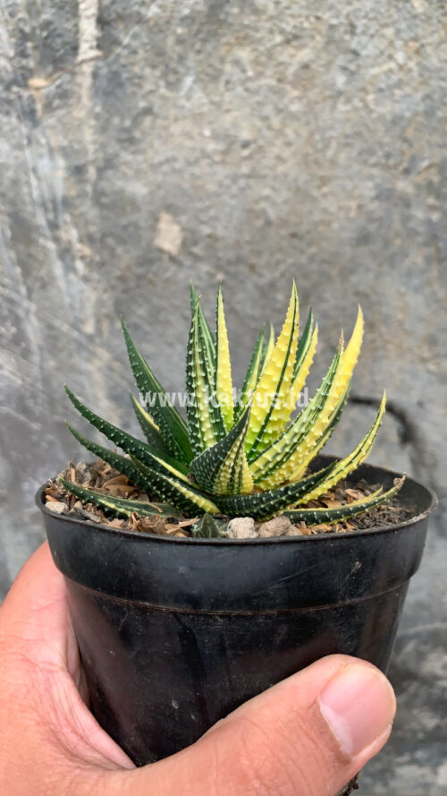 Haworthia Pumila Variegated, real gallery image #39 plants. Picture taken directly from kaktus.id community Haworthia farmer green houses.