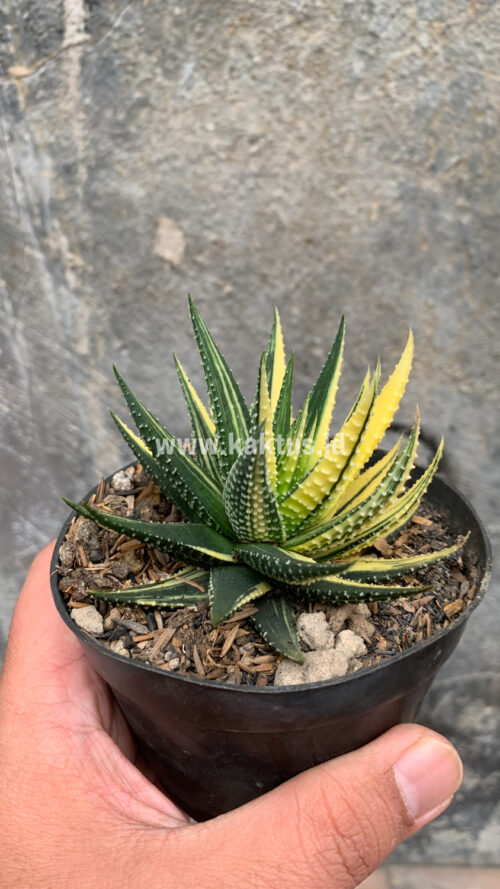 Haworthia Pumila Variegated, real gallery image #18 plants. Picture taken directly from kaktus.id community Haworthia farmer green houses.