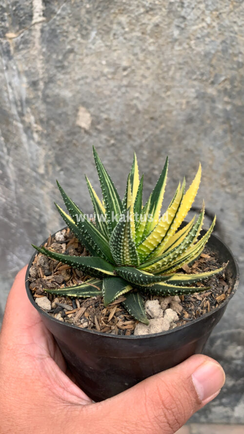 Haworthia Pumila Variegated, real gallery image #41 plants. Picture taken directly from kaktus.id community Haworthia farmer green houses.