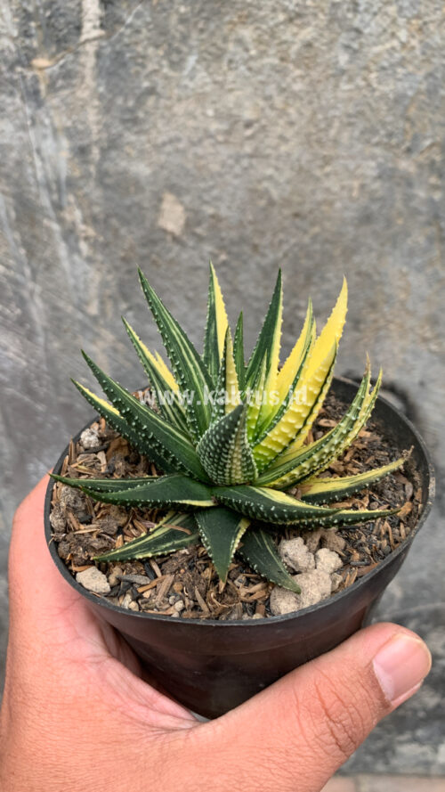 Haworthia Pumila Variegated, real gallery image #38 plants. Picture taken directly from kaktus.id community Haworthia farmer green houses.