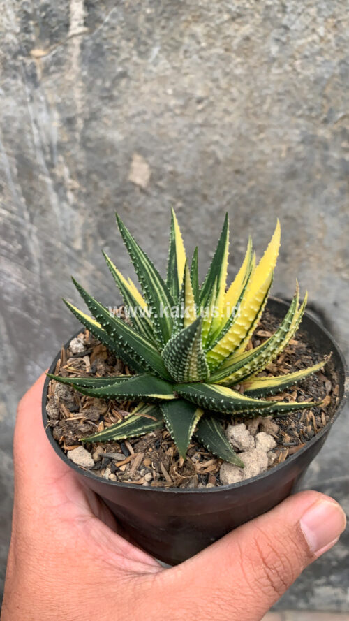 Haworthia Pumila Variegated, real gallery image #37 plants. Picture taken directly from kaktus.id community Haworthia farmer green houses.