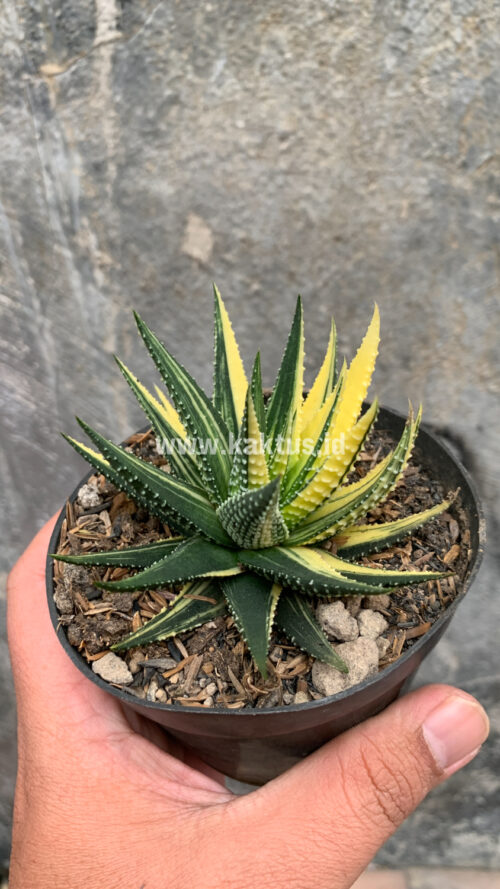 Haworthia Pumila Variegated, real gallery image #36 plants. Picture taken directly from kaktus.id community Haworthia farmer green houses.