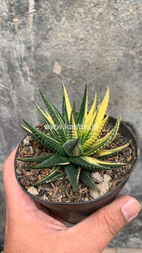 Haworthia Pumila Variegated, real gallery image #35 plants. Picture taken directly from kaktus.id community Haworthia farmer green houses.