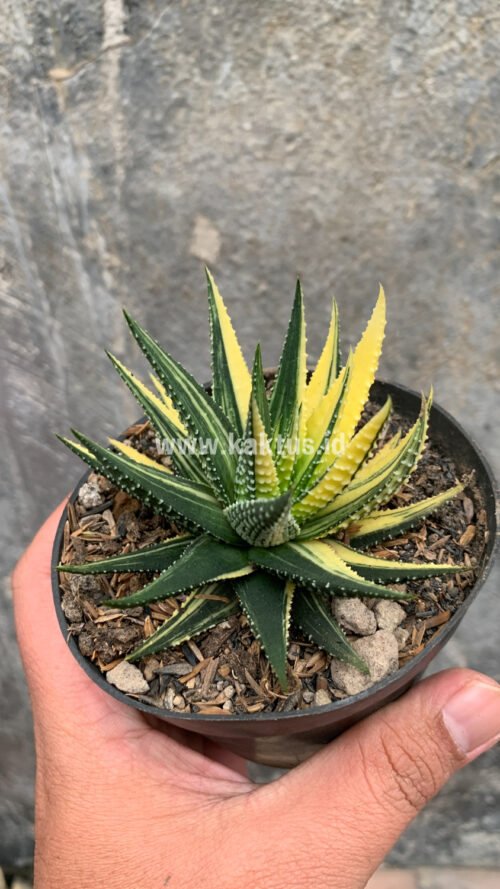 Haworthia Pumila Variegated, real gallery image #11 plants. Picture taken directly from kaktus.id community Haworthia farmer green houses.