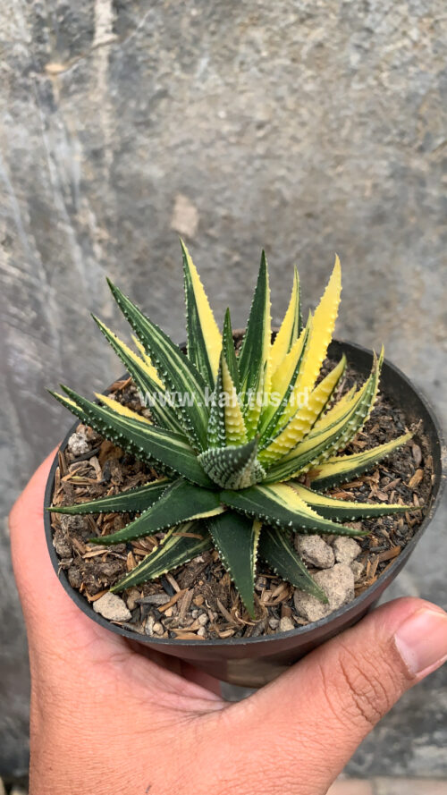Haworthia Pumila Variegated, real gallery image #33 plants. Picture taken directly from kaktus.id community Haworthia farmer green houses.