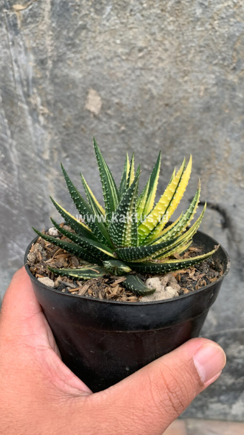 Haworthia Pumila Variegated, real gallery image #52 plants. Picture taken directly from kaktus.id community Haworthia farmer green houses.