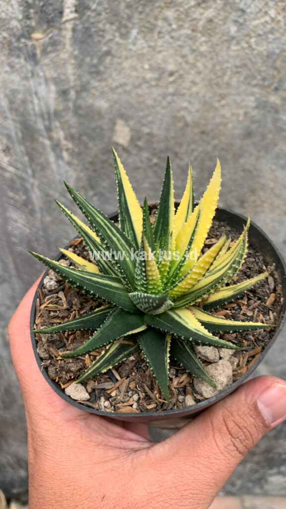 kaktus.id