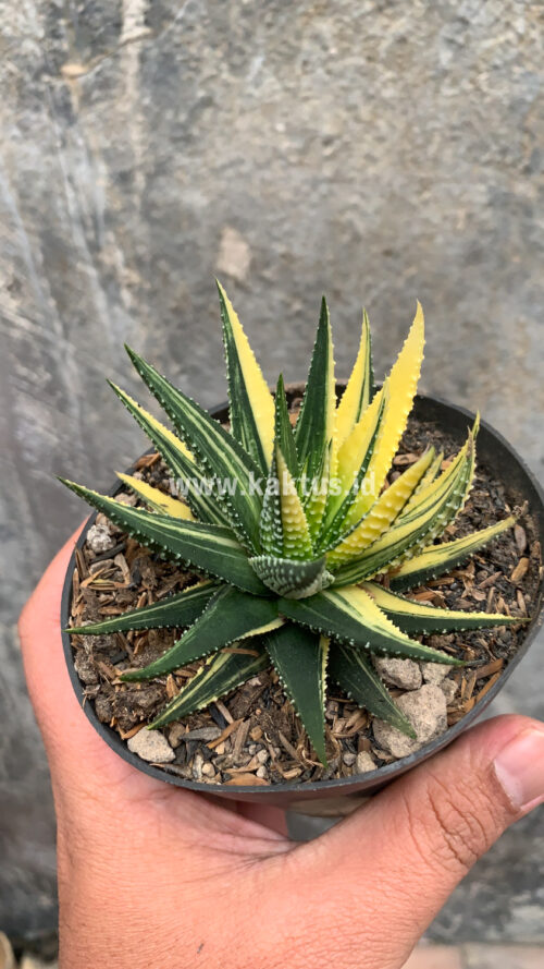 Haworthia Pumila Variegated, real gallery image #27 plants. Picture taken directly from kaktus.id community Haworthia farmer green houses.