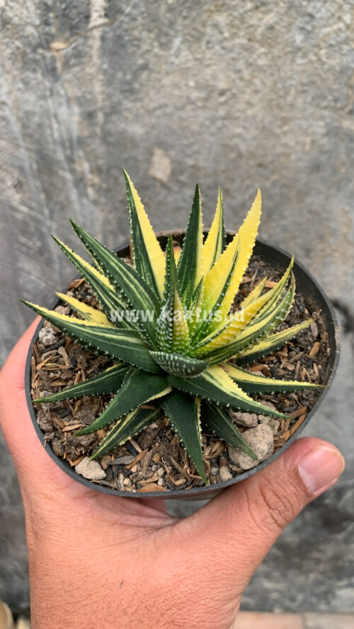 Haworthia Pumila Variegated, real gallery image #26 plants. Picture taken directly from kaktus.id community Haworthia farmer green houses.