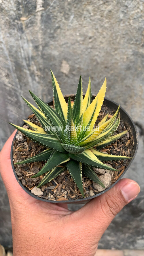 Haworthia Pumila Variegated, real gallery image #25 plants. Picture taken directly from kaktus.id community Haworthia farmer green houses.