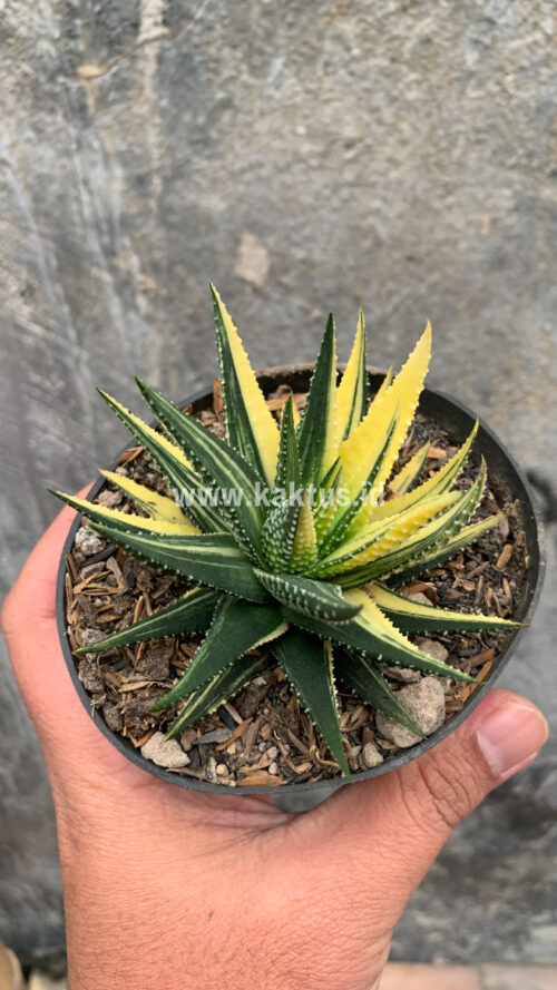 Haworthia Pumila Variegated, real gallery image #24 plants. Picture taken directly from kaktus.id community Haworthia farmer green houses.