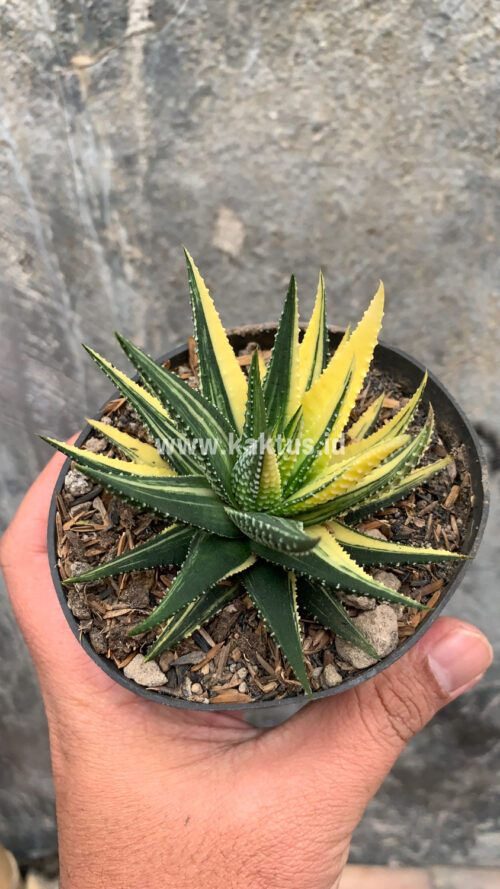 Haworthia Pumila Variegated, real gallery image #7 plants. Picture taken directly from kaktus.id community Haworthia farmer green houses.