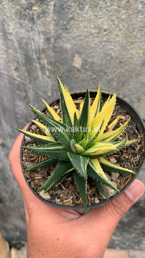 Haworthia Pumila Variegated, real gallery image #28 plants. Picture taken directly from kaktus.id community Haworthia farmer green houses.