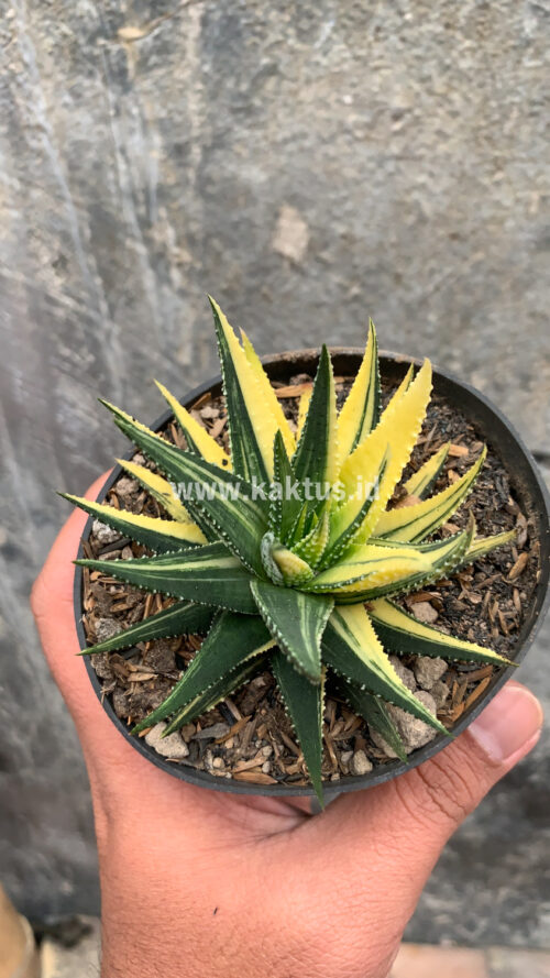 Haworthia Pumila Variegated, real gallery image #50 plants. Picture taken directly from kaktus.id community Haworthia farmer green houses.
