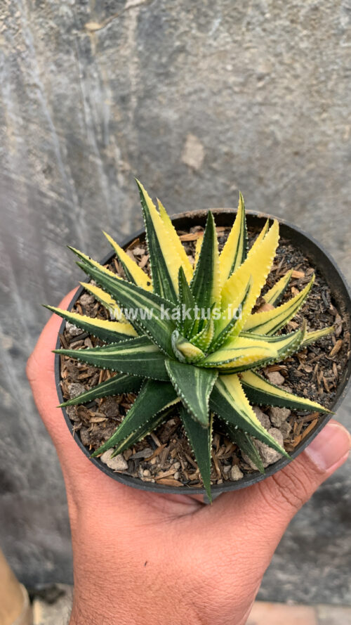 Haworthia Pumila Variegated, real gallery image #49 plants. Picture taken directly from kaktus.id community Haworthia farmer green houses.