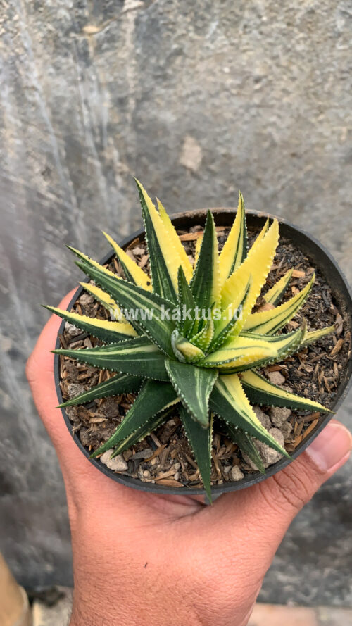 Haworthia Pumila Variegated, real gallery image #46 plants. Picture taken directly from kaktus.id community Haworthia farmer green houses.