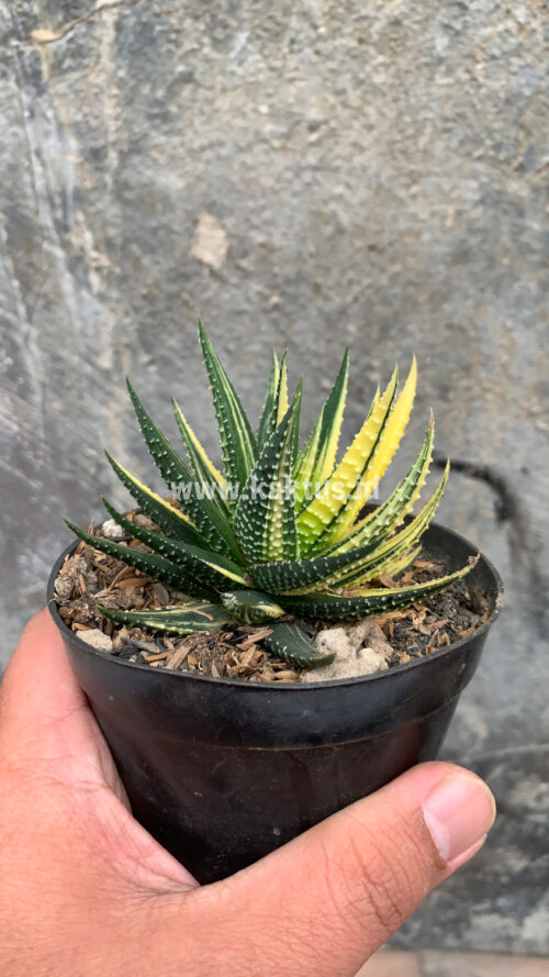 Haworthia Pumila Variegated, real gallery image #44 plants. Picture taken directly from kaktus.id community Haworthia farmer green houses.