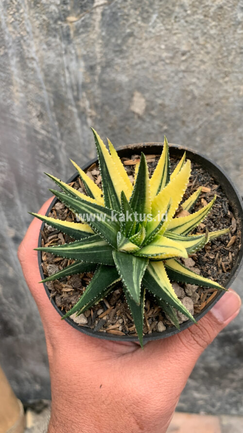 Haworthia Pumila Variegated, real gallery image #40 plants. Picture taken directly from kaktus.id community Haworthia farmer green houses.
