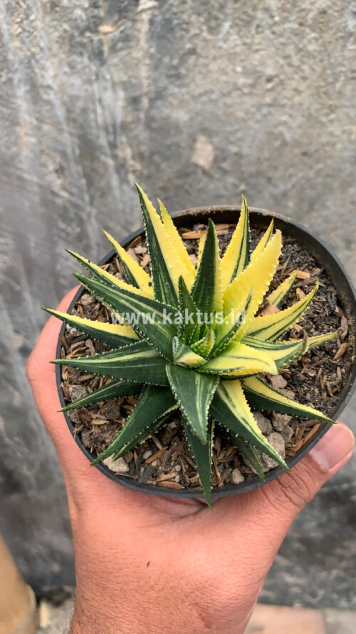 Haworthia Pumila Variegated, real gallery image #20 plants. Picture taken directly from kaktus.id community Haworthia farmer green houses.