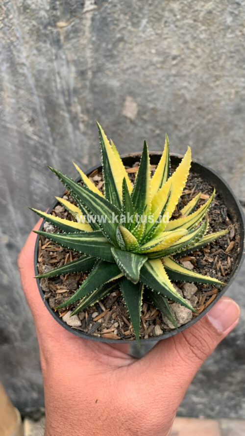 Haworthia Pumila Variegated, real gallery image #17 plants. Picture taken directly from kaktus.id community Haworthia farmer green houses.