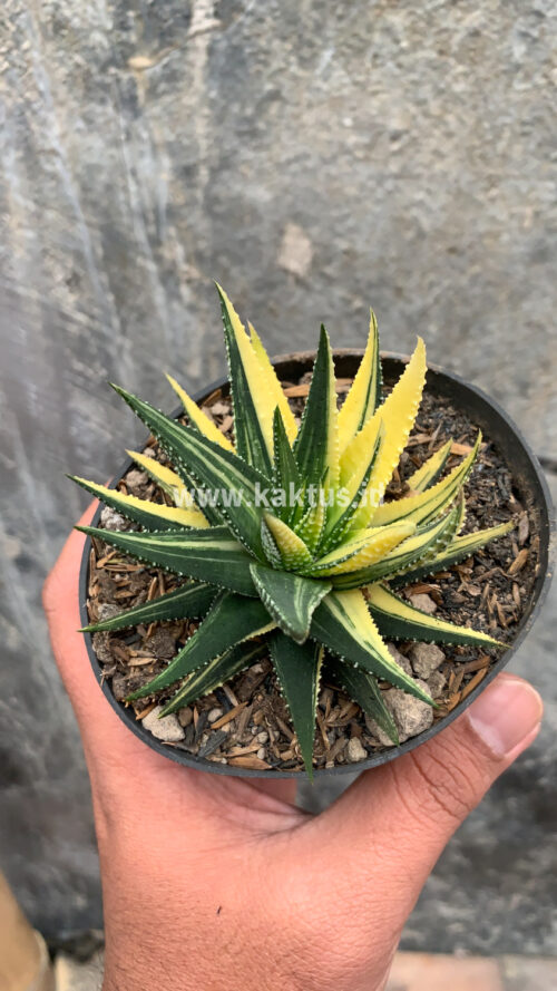 Haworthia Pumila Variegated, real gallery image #16 plants. Picture taken directly from kaktus.id community Haworthia farmer green houses.