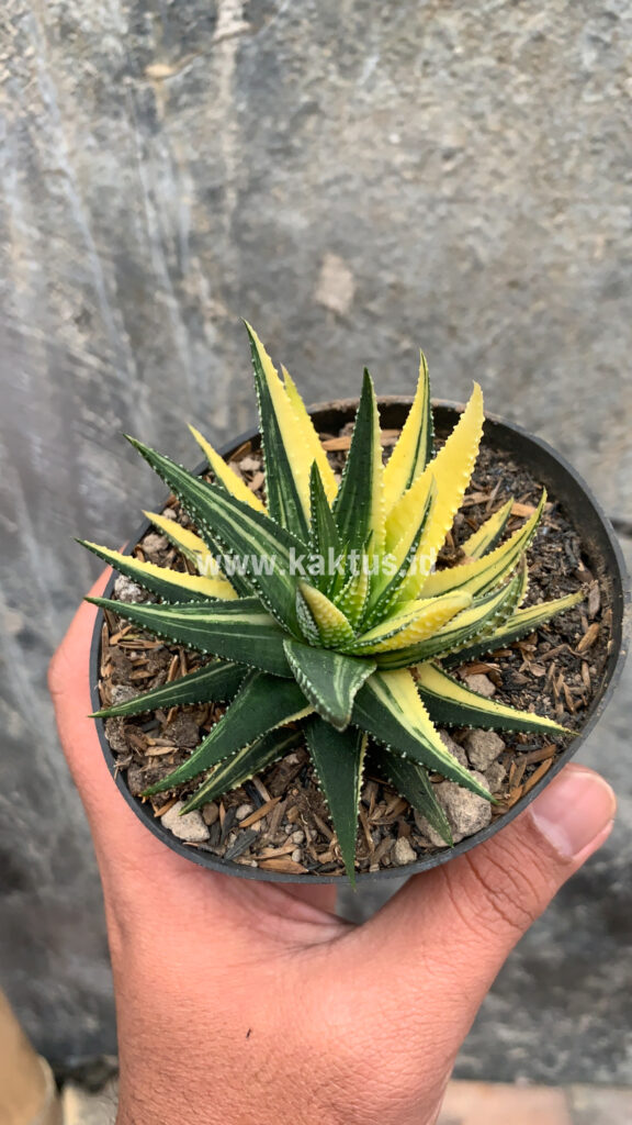 kaktus.id