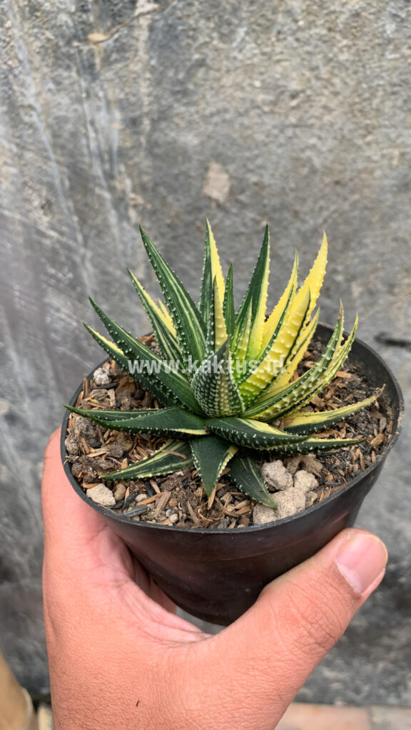 kaktus.id