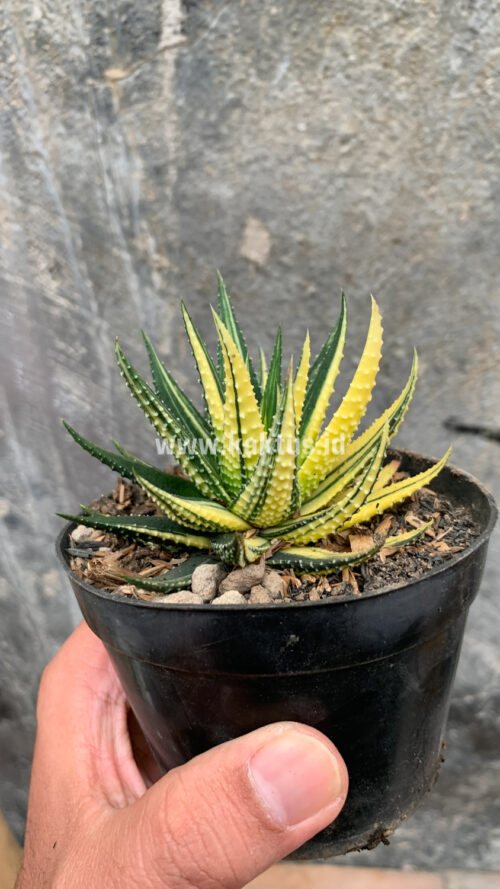 Haworthia Pumila Variegated, real gallery image #45 plants. Picture taken directly from kaktus.id community Haworthia farmer green houses.
