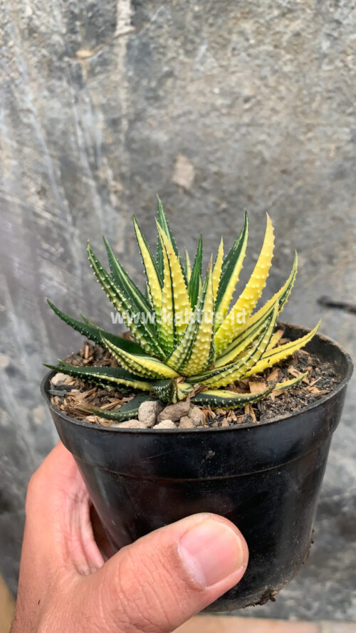 Haworthia Pumila Variegated, real gallery image #51 plants. Picture taken directly from kaktus.id community Haworthia farmer green houses.