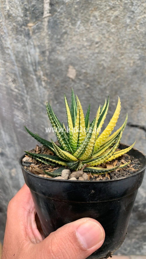 Haworthia Pumila Variegated, real gallery image #29 plants. Picture taken directly from kaktus.id community Haworthia farmer green houses.