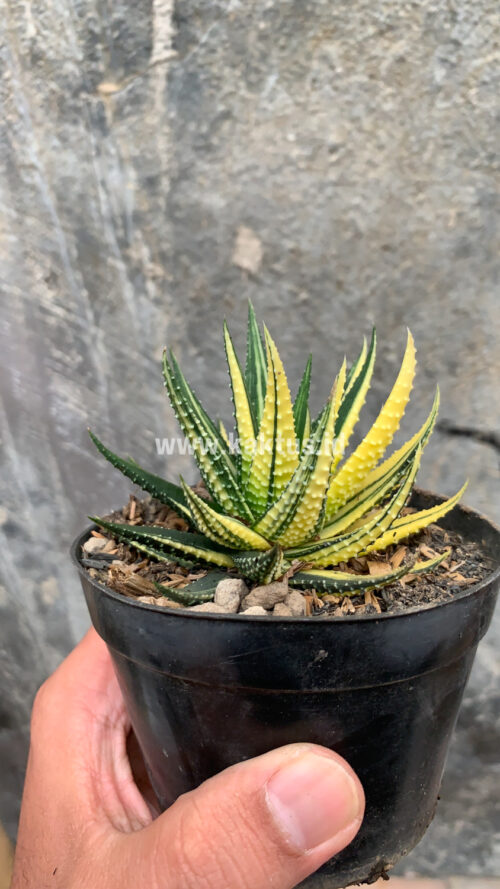 Haworthia Pumila Variegated, real gallery image #21 plants. Picture taken directly from kaktus.id community Haworthia farmer green houses.