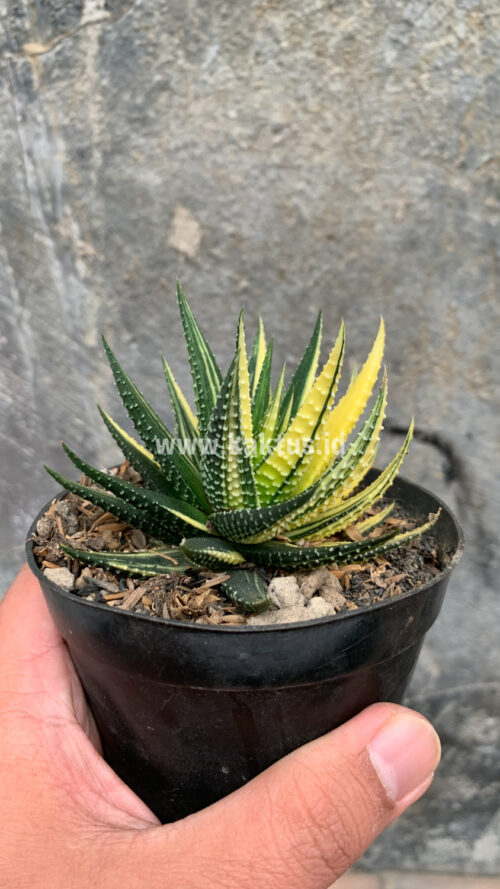 Haworthia Pumila Variegated, real gallery image #30 plants. Picture taken directly from kaktus.id community Haworthia farmer green houses.