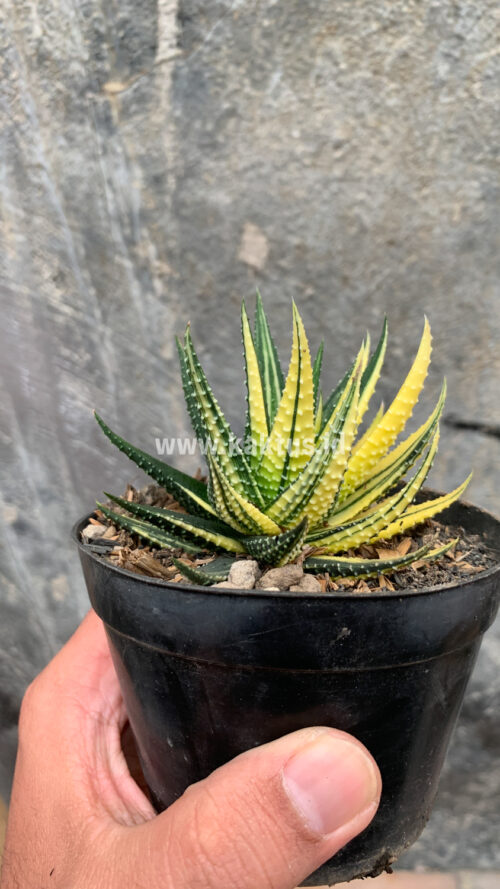 Haworthia Pumila Variegated, real gallery image #13 plants. Picture taken directly from kaktus.id community Haworthia farmer green houses.